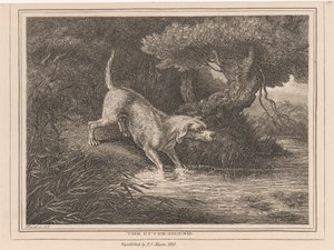 De otterhond