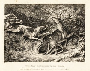 Drie honden vallen een hert aan dat door zijn gewei gevangen is. 1811 (ets) door Samuel Howitt