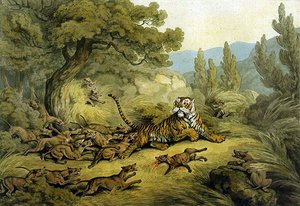 Tijger opgejaagd door wilde honden door Samuel Howitt