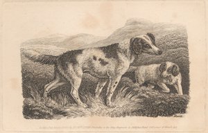 Twee Honden