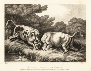 Twee stieren vergrendelen hun hoorns bij een vijver vol kikkers. 1811 (ets) door Samuel Howitt