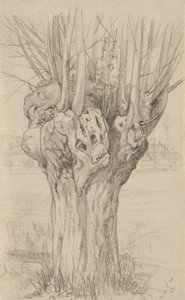 Knoestige boom, 1884