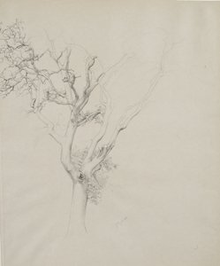 Boomstudie, 1884 door Samuel Isham