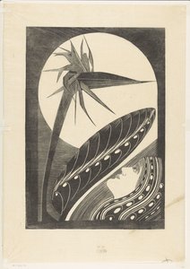 Uitgebloeide strelitzia