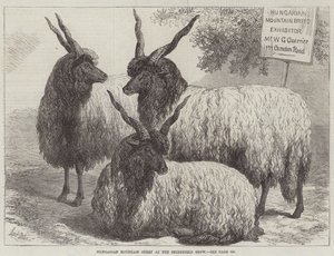 Hongaarse Bergschapen op de Smithfield Show