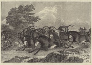 Jacht op de sabelantilope in Zuid-Afrika door Samuel John Carter