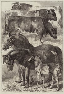 Prijswinnaars paarden en vee op de Oxford bijeenkomst van de Royal Agricultural Society