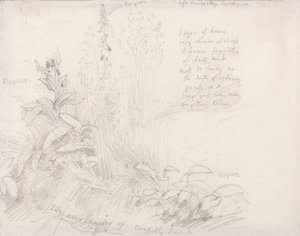 Vingerhoedskruid door Samuel Palmer