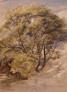 Studie van een wilgenboom, ca. 1850 door Samuel Palmer