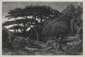 Het cipressenbos