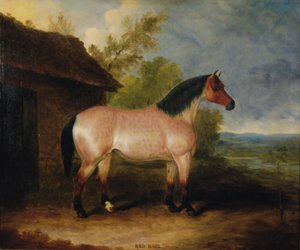 Rode Roos, voor een stal