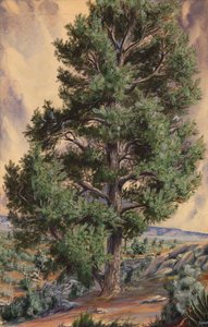 Dennenboom