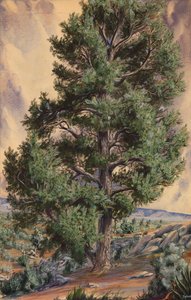 Pijnboom, n.d.