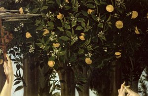 Primavera, detail van de sinaasappelboom, ca. 1478