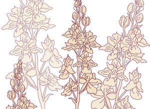 Orchidee, 2017