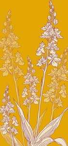 Spinorchidee, 2017