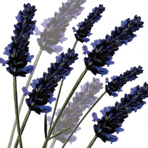 Zoete lavendel, 2004