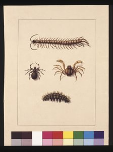 Pagina 11. Insecten van New South Wales. Nu bekend als gewone duizendpoot, spin geslacht Isopeda, soldatenkrab, rups, c.1789-90 door Sarah Stone