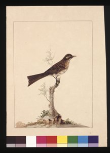 Pagina 14. Geelwangvliegenvanger. Nu bekend als een Geelwanghoningeter, c.1789-90 door Sarah Stone