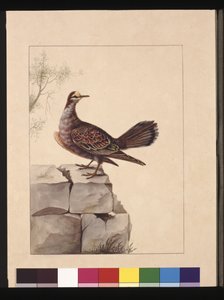 Pagina 15. Goudvleugelige Duif. Nu bekend als een Bosbronsvleugelduif, ca. 1789-90
