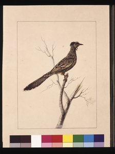 Pagina 17. Wrattenbijeneter. Nu bekend als een Rode Wrattenvogel, ca. 1789-90 door Sarah Stone