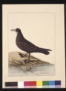 Pagina 24. Fuliginous Peteril. Nu bekend als een Witkinstormvogel door Sarah Stone