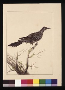 Pagina 26. Leliebijvogel vrouwtje. Nu bekend als een Kleine Lelievogel, c.1789-90 door Sarah Stone