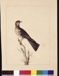 Pagina 29. Port Jackson Lijster. Nu bekend als een grijze lijster gevlekte kwartellijster?, c.1789-90