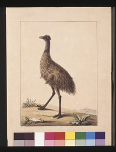 Pagina 7. Nieuw-Hollandse Kasuaris. Nu bekend als een Emu, ca. 1789-90 door Sarah Stone