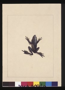 Pagina 9. Blauwe Kikker. Nu bekend als een Groene Boomkikker, ca. 1789-90 door Sarah Stone