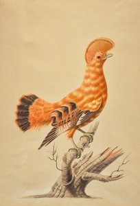 Rupicola Rupicola door Sarah Stone