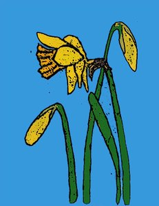 Narcissen