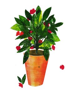 Oranje pot