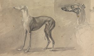 Een Windhond