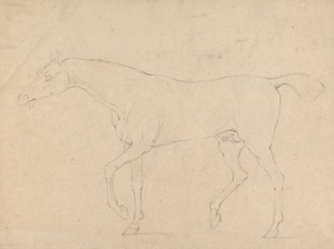 Een paard