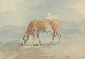 Koe grazend