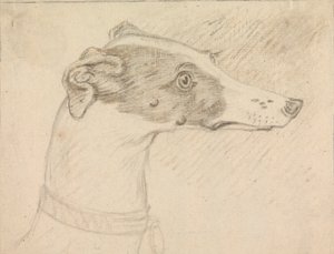 Hoofdportret van windhond