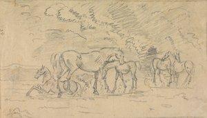 Paarden in een weiland