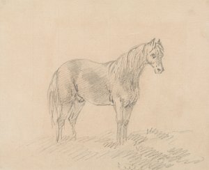 Mannelijk Paard