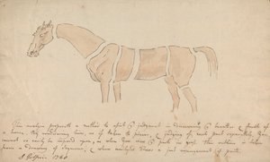 Delen van het goed geproportioneerde paard