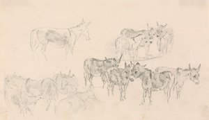 Studies van Ezelinnen