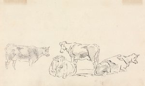 Studie van vee