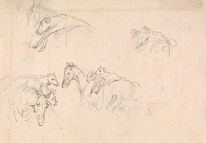 Studie van paarden die kalveren op hun rug dragen