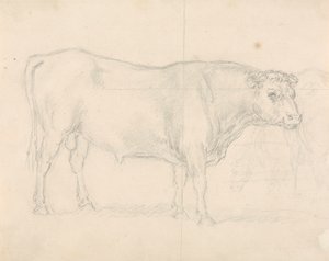 Studie van een stier door Sawrey Gilpin