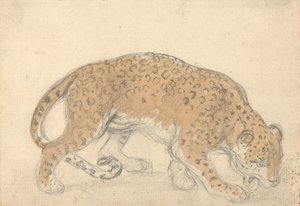 Studie van een Luipaard