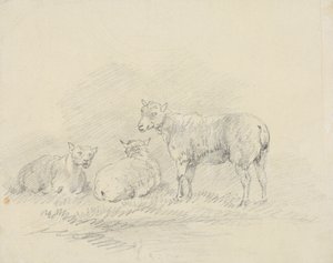 Drie schapen