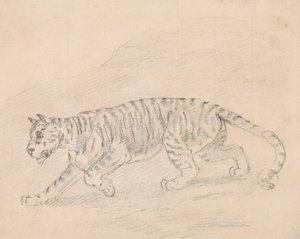 Tijger