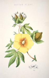 Een katoenplant