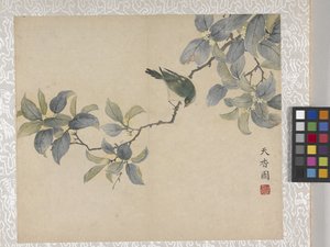 8-bladig album van bloemen, midden 1700s door School Chinese