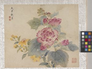 8-bladig album van bloemen, midden 1700s door School Chinese